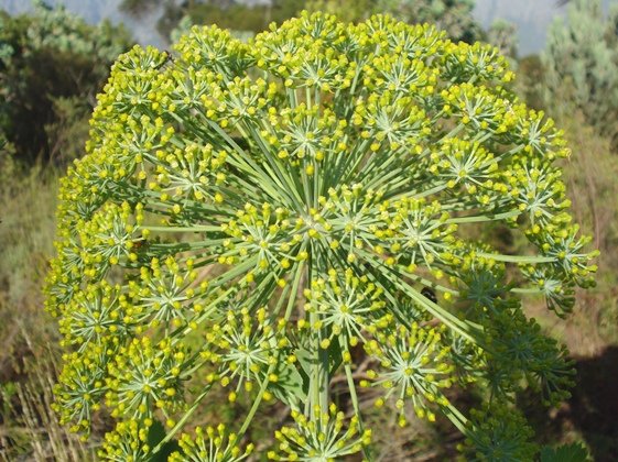 Notobubon galbanum, a study in rounded structures